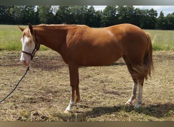 Caballo cuarto de milla, Yegua, 2 años, 150 cm, Alazán