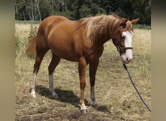 Caballo cuarto de milla, Yegua, 2 años, 150 cm, Alazán