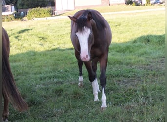 Caballo cuarto de milla, Yegua, 2 años, 150 cm, Castaño