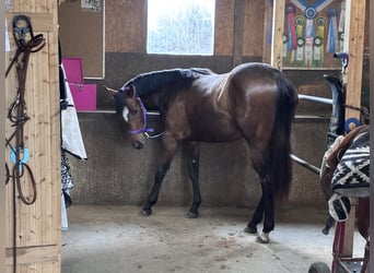 Caballo cuarto de milla, Yegua, 2 años, 150 cm, Castaño