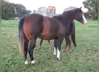 Caballo cuarto de milla, Yegua, 2 años, 150 cm, Castaño