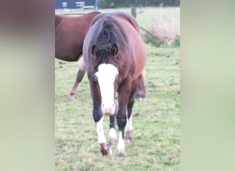 Caballo cuarto de milla, Yegua, 2 años, 150 cm, Castaño