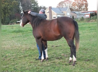 Caballo cuarto de milla, Yegua, 2 años, 150 cm, Castaño