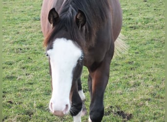 Caballo cuarto de milla, Yegua, 2 años, 150 cm, Castaño