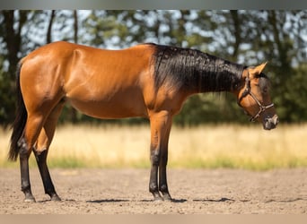 Caballo cuarto de milla, Yegua, 2 años, 150 cm, Castaño