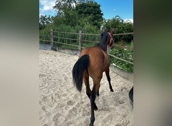 Caballo cuarto de milla, Yegua, 2 años, 150 cm, Castaño