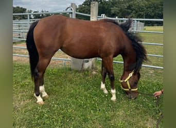 Caballo cuarto de milla, Yegua, 2 años, 150 cm, Castaño