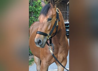 Caballo cuarto de milla, Yegua, 2 años, 150 cm, Castaño