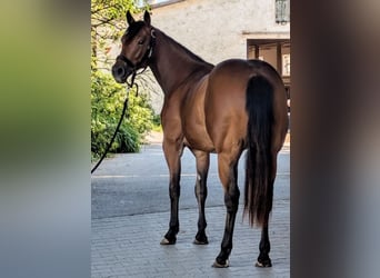 Caballo cuarto de milla, Yegua, 2 años, 150 cm, Castaño