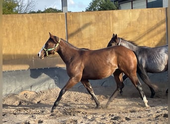 Caballo cuarto de milla, Yegua, 2 años, 150 cm, Castaño