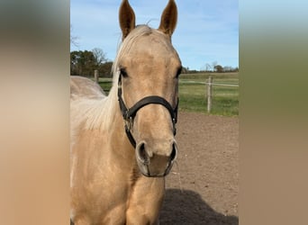 Caballo cuarto de milla, Yegua, 2 años, 150 cm, Palomino