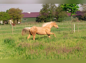 Caballo cuarto de milla, Yegua, 2 años, 150 cm, Palomino
