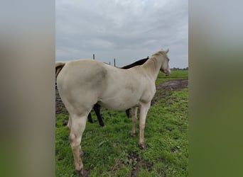 Caballo cuarto de milla, Yegua, 2 años, 150 cm, Perlino