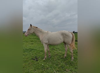 Caballo cuarto de milla, Yegua, 2 años, 150 cm, Perlino