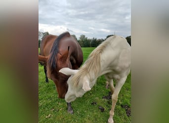 Caballo cuarto de milla, Yegua, 2 años, 150 cm, Perlino