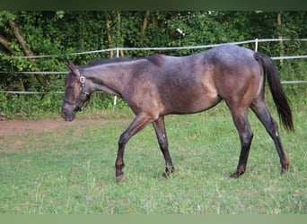 Caballo cuarto de milla, Yegua, 2 años, 150 cm, Ruano azulado
