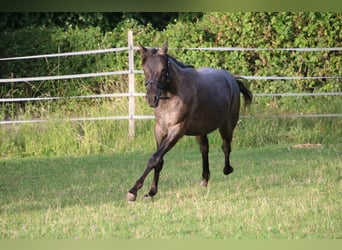 Caballo cuarto de milla, Yegua, 2 años, 150 cm, Ruano azulado