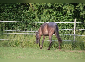 Caballo cuarto de milla, Yegua, 2 años, 150 cm, Ruano azulado