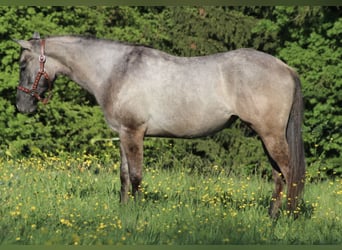 Caballo cuarto de milla, Yegua, 2 años, 150 cm, Tordillo negro