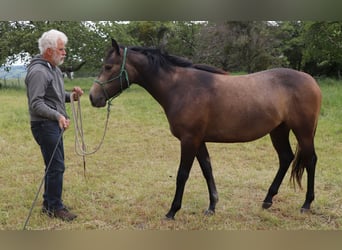 Caballo cuarto de milla, Yegua, 2 años, 150 cm, Tordo