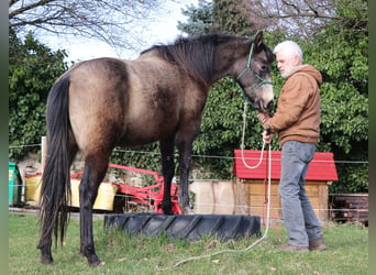 Caballo cuarto de milla, Yegua, 2 años, 150 cm, Tordo