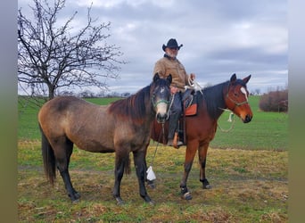 Caballo cuarto de milla, Yegua, 2 años, 150 cm, Tordo