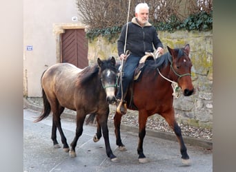 Caballo cuarto de milla, Yegua, 2 años, 150 cm, Tordo