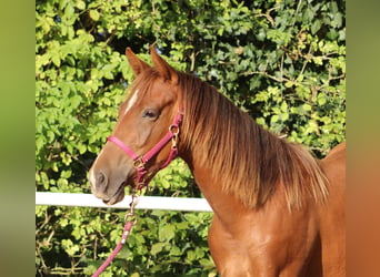 Caballo cuarto de milla, Yegua, 2 años, 151 cm, Alazán-tostado