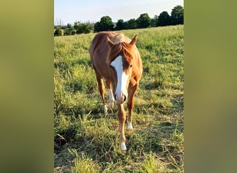 Caballo cuarto de milla, Yegua, 2 años, 152 cm, Alazán