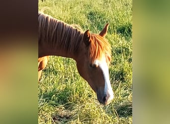 Caballo cuarto de milla, Yegua, 2 años, 152 cm, Alazán