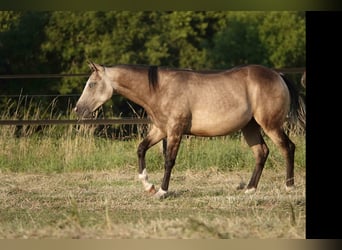Caballo cuarto de milla, Yegua, 2 años, 152 cm, Buckskin/Bayo