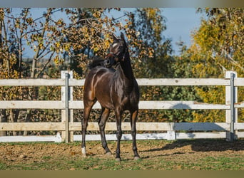 Caballo cuarto de milla Mestizo, Yegua, 2 años, 152 cm, Castaño oscuro