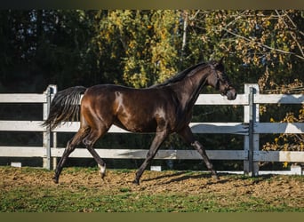 Caballo cuarto de milla Mestizo, Yegua, 2 años, 152 cm, Castaño oscuro