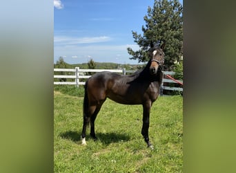 Caballo cuarto de milla Mestizo, Yegua, 2 años, 152 cm, Castaño oscuro