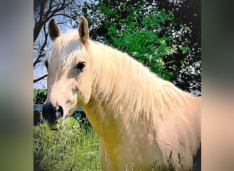 Caballo cuarto de milla, Yegua, 2 años, 152 cm, Palomino