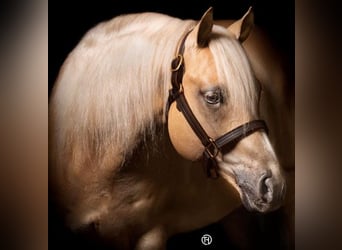 Caballo cuarto de milla, Yegua, 2 años, 152 cm, Palomino