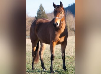 Caballo cuarto de milla, Yegua, 2 años, 153 cm, Castaño