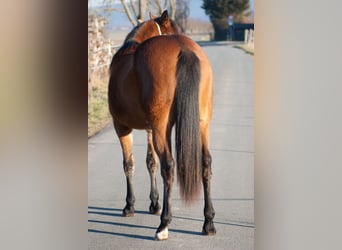 Caballo cuarto de milla, Yegua, 2 años, 153 cm, Castaño