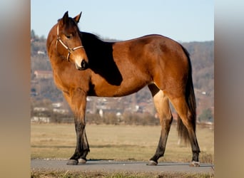 Caballo cuarto de milla, Yegua, 2 años, 153 cm, Castaño