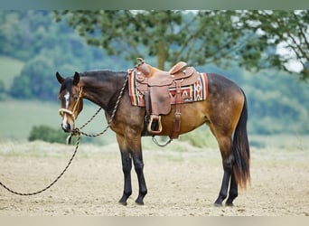 Caballo cuarto de milla, Yegua, 2 años, 153 cm, Castaño oscuro