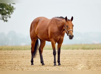 Caballo cuarto de milla, Yegua, 2 años, 153 cm, Castaño