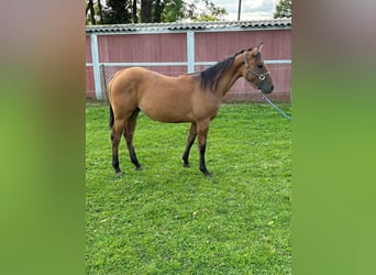 Caballo cuarto de milla, Yegua, 2 años, 153 cm, Dunalino (Cervuno x Palomino)