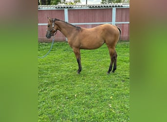 Caballo cuarto de milla, Yegua, 2 años, 153 cm, Dunalino (Cervuno x Palomino)