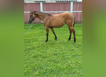 Caballo cuarto de milla, Yegua, 2 años, 153 cm, Dunalino (Cervuno x Palomino)