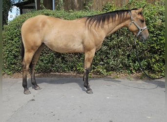 Caballo cuarto de milla, Yegua, 2 años, 153 cm, Dunalino (Cervuno x Palomino)