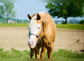 Caballo cuarto de milla, Yegua, 2 años, 153 cm, Palomino