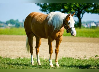 Caballo cuarto de milla, Yegua, 2 años, 153 cm, Palomino