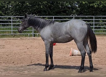 Caballo cuarto de milla, Yegua, 2 años, 153 cm, Ruano azulado