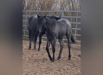 Caballo cuarto de milla, Yegua, 2 años, 153 cm, Ruano azulado