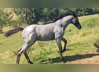 Caballo cuarto de milla, Yegua, 2 años, 153 cm, Ruano azulado